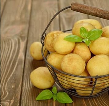 Yellow Potato Solanum tuberosum for planting in raised beds
